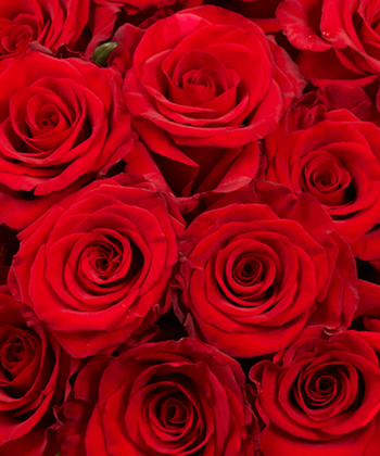 A lot of red roses