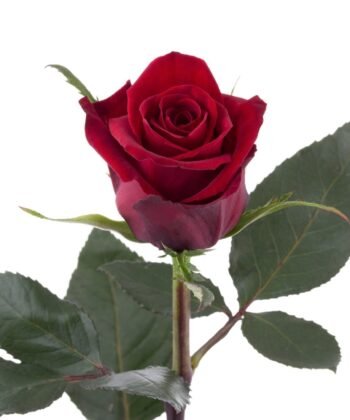 Red Rose
